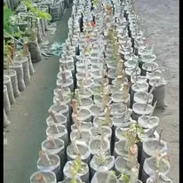 Green Seekers Activity